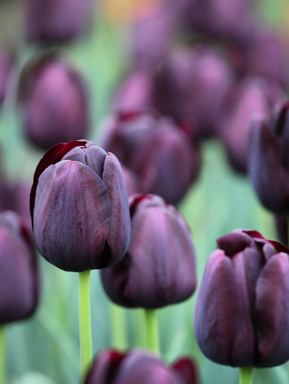 Tulip Continental